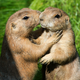 Two prairie dogs at the zoo in Dresden, eastern Germany.